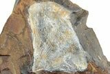 Fossil Ginkgo Leaf From North Dakota - Paleocene #238840-1